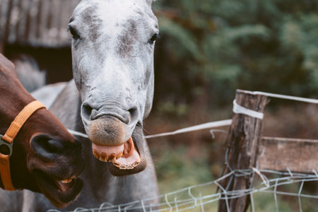 Horses showing teeth. Portrait of a pale white gray and chestnut horse.の写真素材