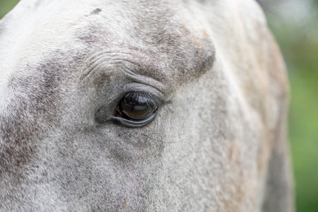 Detail of a head of a pale, white pale horse. Eye of a horse.