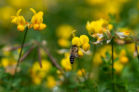 A honeybee collects nectar from vibrant yellow flowers Lotus corniculatus on a sunny day, showcasing nature's pollination.の写真素材