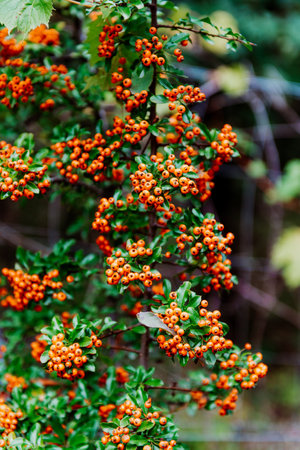 Pyracantha is a genus of large, thorny evergreen shrubs in the family Rosaceae, with common names...