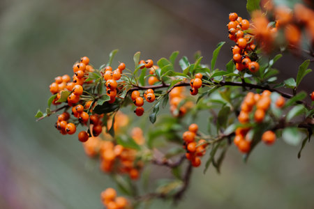 Pyracantha is a genus of large, thorny evergreen shrubs in the family Rosaceae, with common names firethorn or pyracantha.の写真素材