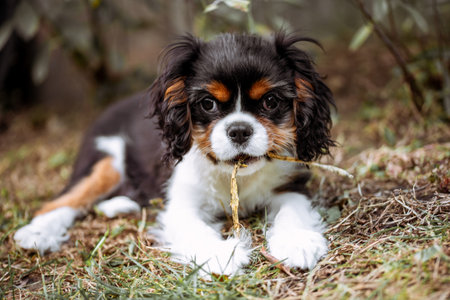 Portrait of cavalier dog puppy. Cavalier king charles spaniel with flower in his mouth in the gardenの写真素材