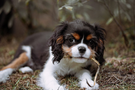 Portrait of cavalier dog puppy. Cavalier king charles spaniel with flower in his mouth in the gardenの写真素材