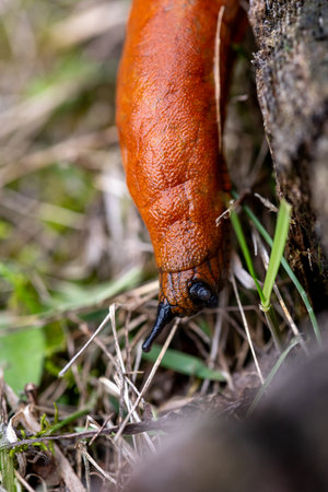 The Spanish slug is an air-breathing land slug, a terrestrial pulmonate gastropod mollusk in the...