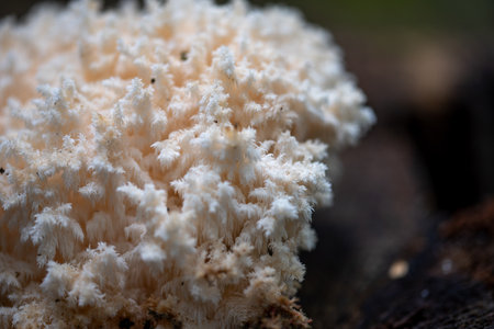Hericium coralloides is also a saprotrophic fungus, commonly known as coral tooth fungus or comb coral mushroom.の写真素材