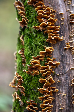 Stereum hirsutum, commonly known as the false turkey tail, hairy stereum, or hairy curtain crust, is...