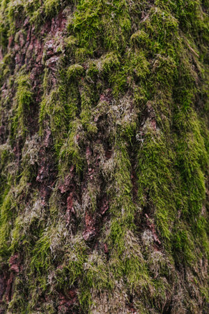 Close-up view of moss over pine tree trunk. Background.