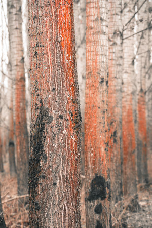 Trentepohlia algae growing on a tree in forest.の写真素材