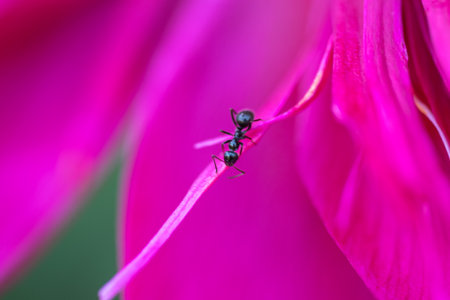 ant on a peony or paeony. The peony or paeony is any flowering plant in the genus Paeonia, the only genus in the family Paeoniaceae. Peonies are native to Asia, Europe, and Western North America.の写真素材