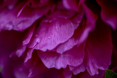 The peony or paeony is any flowering plant in the genus Paeonia, the only genus in the family Paeoniaceae. Peonies are native to Asia, Europe, and Western North Americaの写真素材