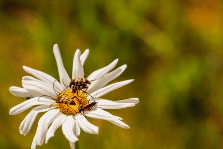 The longhorn beetles Cerambycidae, Purpuricenus kaehleri also known as long-horned or longicorns on Leucanthemum vulgare, commonly known as the ox-eye daisy, oxeye daisy, dog daisy, marguerite.の写真素材