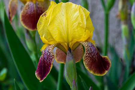Iris pseudacorus, the yellow flag, yellow iris, or water flag, is a species of flowering plant in the family Iridaceae.の写真素材