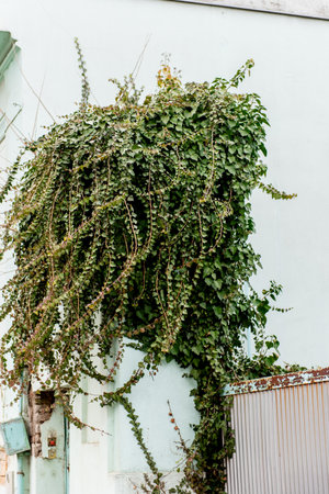 Climbing green plant on the old stone fence, texture of old stone fence covered green plants.の写真素材