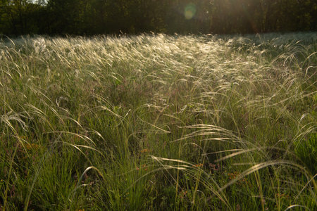 Stipa in the field. The grass twists in the wind. Stipa is a genus of 141 species of large perennial hermaphroditic grasses collectively known as feather grass, needle grass, and spear grass.の写真素材