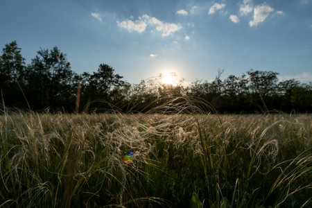 Stipa in the field. The grass twists in the wind. Stipa is a genus of 141 species of large perennial hermaphroditic grasses collectively known as feather grass, needle grass, and spear grass.の写真素材