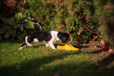 Cavalier king charles spaniel tricolor puppy. puppy sniffs garden shoes in the gardenの写真素材
