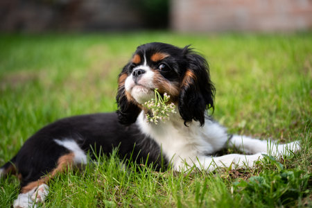 Portrait of tricolor cavalier puppy. Puppy lying on grass in garden with flower in mouth, looking at camera.の写真素材