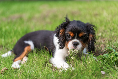 Portrait of tricolor cavalier puppy. Puppy lying on grass in garden with flower in mouth, looking at camera.の写真素材