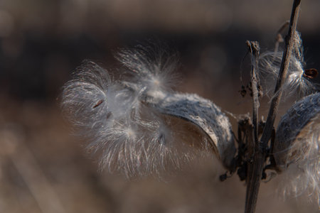 Asclepias syriaca, commonly called common milkweed, butterfly flower, silkweed, silky swallow-wort, and Virginia silkweed. Seeds emerging from a follicle. Pappus of Asclepias syriacaの写真素材