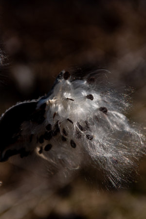 Asclepias syriaca, commonly called common milkweed, butterfly flower, silkweed, silky swallow-wort, and Virginia silkweed. Seeds emerging from a follicle. Pappus of Asclepias syriacaの写真素材