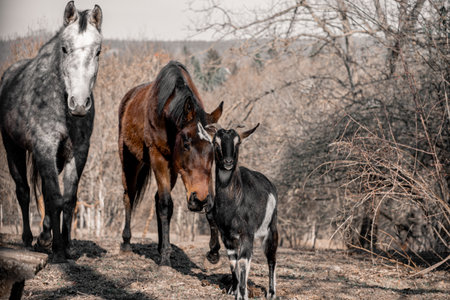Group of animals, two horses and a goat on the pasture in winter.