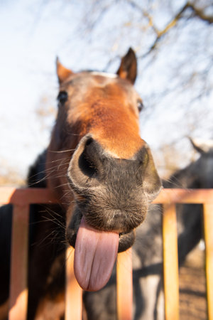 funny portrait of brown horse, selective focusの写真素材