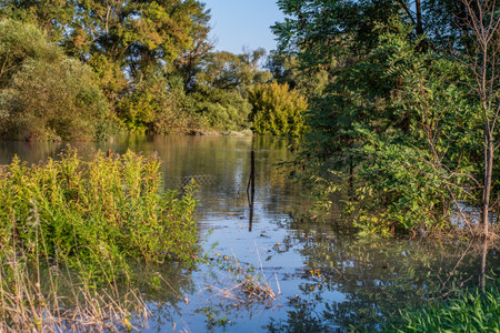 Sunset on a flooded river, flood, river overflowed, flooded area, floodplainの写真素材