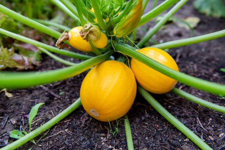 Yellow round zucchini on the bush in the garden, closeup. Agricultural concept, cultivated plants, farming seasonの写真素材