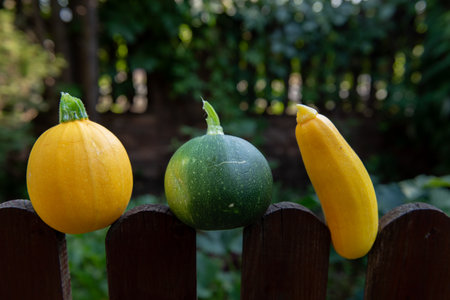 one yellow round, one yellow long and one green round zucchini. fresh vegetablesの写真素材