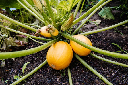 Yellow round zucchini on the bush in the garden, closeup. Agricultural concept, cultivated plants, farming seasonの写真素材
