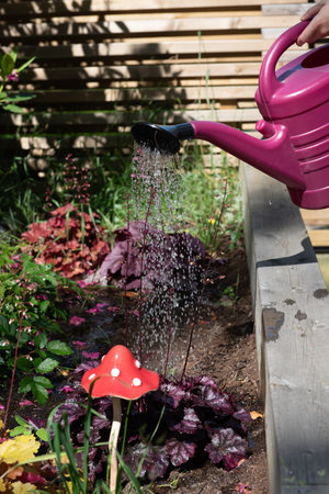 Watering the flowers and plants growing in a raised bed using a watering can.の写真素材