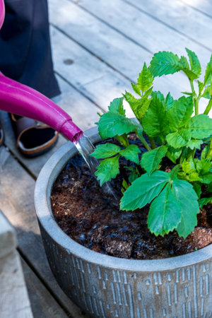 Watering the green plant growing ceramic pot using a watering can.