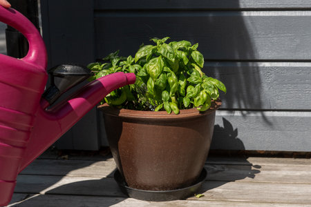 Watering the green basil (Genovese basil) growing ceramic pot using a watering can.の写真素材