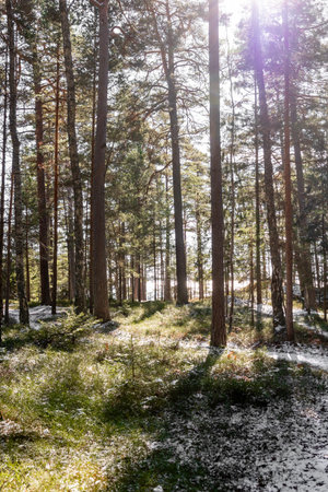 A serene spring forest landscape after a sudden snowfall. Fresh green leaves and budding plants are partially covered with snow, illuminated by warm sunlight.の写真素材