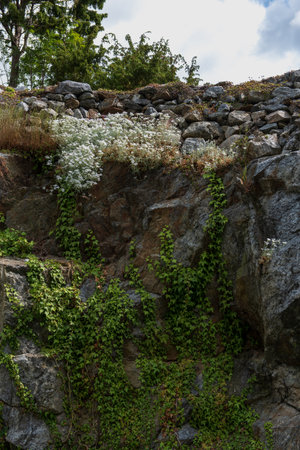 Yellow blooms in front of a rocky surface covered with white flowers and climbing plants. A vivid spring scene with natural textures and wild vegetation.の写真素材