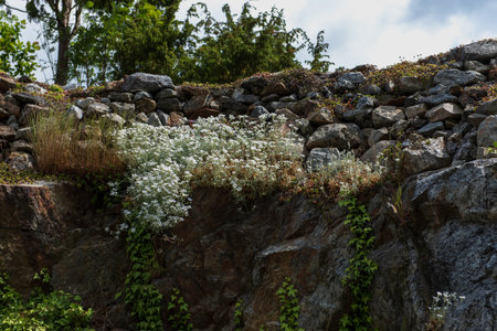 Yellow iris blooms in front of a rocky surface covered with white flowers and climbing plants. A vivid spring scene with natural textures and wild vegetation.の写真素材