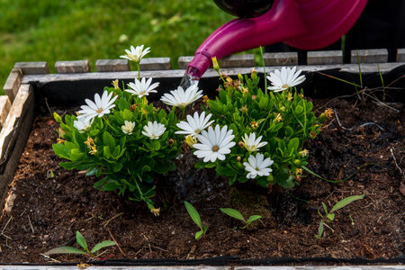 watering white flowers in a garden using a classic plastic watering can. Springtime care for homegrown culinary plants.の写真素材