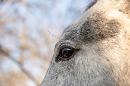 Macro close up of a gray horse's eye with fine fur detail, photographed outdoors under a clear blue...