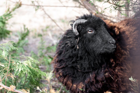 A black sheep with curled horn and thick wool captured in natural light, resting among green...
