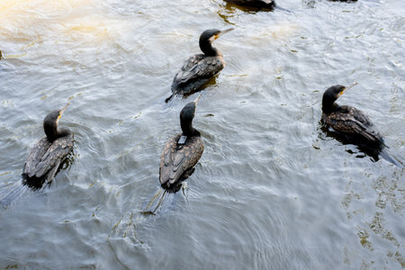 cormorant birds on the water, one bird has a tracker on its back.の写真素材