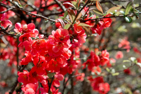 Close-up of vibrant red flowering quince, Chaenomeles, blossoms blooming on a branch with green leaves, captured outdoors in natural sunlight with a soft blurred background.の写真素材