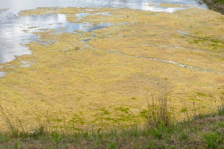 View of a small pond with patches of algae floating on the water surface, surrounded by grass and...