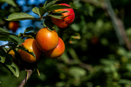 Ripe yellow-red greengage plums hanging from a tree branch among green leaves, with blue sky in the background. A typical summer fruit, juicy and sweet-tart, enjoyed fresh or used in jams, desserts, and preserves.の写真素材