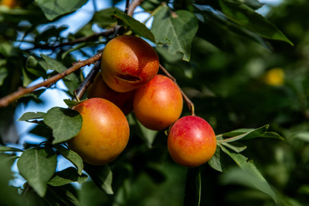 Ripe yellow-red greengage plums hanging from a tree branch among green leaves, with blue sky in the...