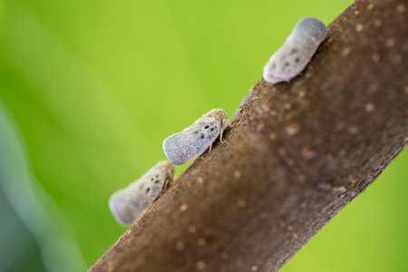 Close-up macro photo of gray planthoppers (Metcalfa pruinosa) sitting on a tree branch. This insect...