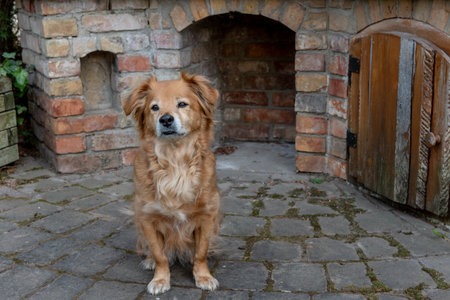 Mixed breed red shorthair dog sitting in garden and looking at cameraの写真素材