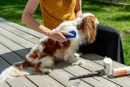 A person grooming a tricolor Cavalier King Charles Spaniel with a comb outside on a sunny day, caring for the dog's long, silky coat.の写真素材