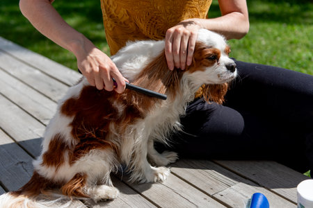A person grooming a tricolor Cavalier King Charles Spaniel with a comb outside on a sunny day, caring for the dog's long, silky coat.の写真素材