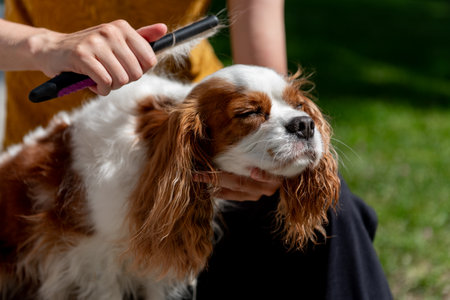A person grooming a tricolor Cavalier King Charles Spaniel with a comb outside on a sunny day, caring for the dog's long, silky coat.の写真素材