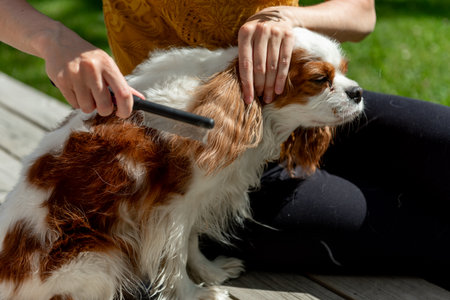 A person grooming a tricolor Cavalier King Charles Spaniel with a comb outside on a sunny day, caring for the dog's long, silky coat.の写真素材